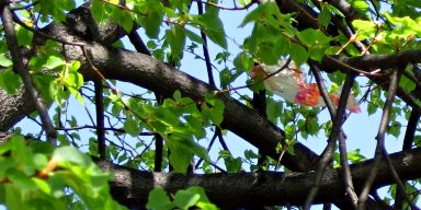 Photo of trash flying in a tree